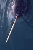 Close up of Narwhal in water showing its ivory tooth. Northwest Greenland. 1985