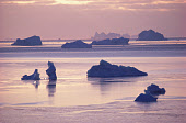 Frazil ice surrounds the Icebergs in autumn light, drifting off the coast of Northwest Greenland. 1987