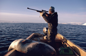 Inuit hunter with a Harp seal over the side of his boat after an autumn hunt. Northwest Greenland. 1987