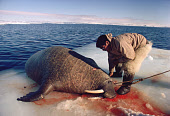 Inuit hunter, Kale Hendriksen, prepares to butcher a walrus on an ice floe. N.W. Greenland. 1989