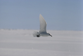 Ivory Gull, Pagophila eburnea in flight, Pure white in its summer plumage, with black feet. Greenland. 1989