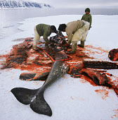 Inuit Hunters butchering a Narwhal at the floe edge in Inglefield Bay. It was harpooned from a kayak near Qaanaaq. Northwest Greenland. (1971)