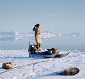 Kigutikak Duneq, an Inuit hunter, stands on his sled to scan the sea for game during a Spring hunting trip at the floe edge near Siorapaluk. Northwest Greenland. (1971)