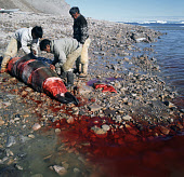 Inuit hunters butcher a large Bearded Seal on the shore at a summer hunting camp in Inglefield Bay. Qaanaaq, Avanersuaq, Northwest Greenland. (1971)