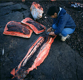 Arnapaluk, an Inuit woman, trimming Beluga meat for drying on a meat rack at Qeqertat. Thule, Northwest Greenland. (1971)