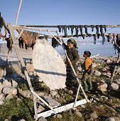 Puto Angina, an Inuit woman with a sealskin on a drying frame, on the beach at a summer hunting camp in Inglefield Bay. Narwhal meat can be seen drying above her. Qaanaaq, Northwest Greenland. (1971)