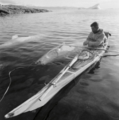 Ole Petersen with a white whale he has harpooned from his kayak. Qaanaaq, Thule, NW Greenland. 1971