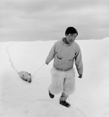 Kigutikaq Duneq drags a small ringed seal he has killed from the floe edge. Thule, Northwest Greenland. 1971