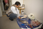Before a bithday party, Avigiaq Sadorana sets out traditional Inuit food (raw halibut, salmon, whale meat and musk ox) for his guests on the floor of his home in Qaanaaq. Northwest Greenland. 2008