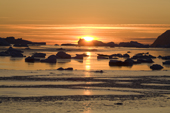 Icebergs and small pieces of glacial ice floating at sunset in Inglefield Bay. Qaanaaq, Northwest Greenland. 2008