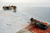 Inuit hunter, Peter Peary, uses his dog team to help haul a walrus up onto the sea ice. Siorapaluk, Northwest Greenland. (1977)