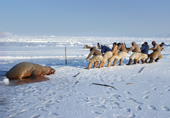 Inuit hunters work together as a team to haul a dead walrus onto the sea ice. Northwest Greenland. 1977