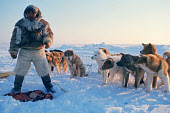 Ingepaluk Neqe, an Inuit hunter, feeds raw seal meat to his team of huskies while on a hunt at Pitoraavik. Siorapaluk, Northwest Greenland. (1977)