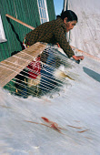 Bithe Henriksen, an Inuit woman from the village of Siorapaluk, scrapes a polar bear skin prior to it being hung up to dry. Siorapaluk, Robertson Fiord, Northwest Greenland. (1977)
