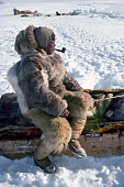 Kaugunaq Qissuk, an Inuit man from Siorapaluk, rests on his sled during a Spring walrus hunt. Avanersuaq, Thule, Northwest Greenland. (1977)