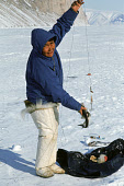 Taffinguaq Kiviok, jigging for Polar Cod at Inersussat near Qaanaaq. Thule, Avanersuaq, Northwest Greenland. (1977)