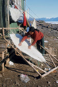Mikivssuk Petersen, an Inuit woman, stretching a seal skin onto a frame to dry in the summer. Qeqertat. Inglefield Bredening, Thule, Avanersuaq, Northwest Greenland. (1977)
