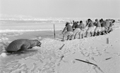 Group of inuit hunters haul a dead walrus onto the sea ice near during a hunt near Pitoraavik. Northwest Greenland. 1977