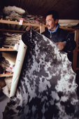 Thomas Suersaq, working with seal skins at the store in Savissivik. NW Greenland. 1991