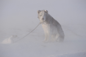 A snow covered sled dog during a storm at Dezhnovka. Uelen, Chukotka, Siberia, Russia. 2004