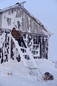 Sasha, a Chukchi hunter, uses a ladder as a vantage point, at a hunter's hut at Dezhnovka. Uelen, Chukotka, Siberia, Russia. 2004