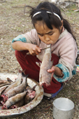 Nadia Takui, a Chukchi girl, grips the fish's tail between her teeth as she removes the scales from a grayling at a reindeer herders' summer camp on the tundra. Iultinsky District, Chukotka, Siberia, Russia