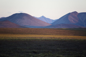 Tundra turning yellow, brown and gold in the autumn at sunset, with mountains from the Chukotsky Range in the background. Iultinsky District, Chukotka, Siberia, Russia.