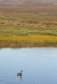 A female Northern Pintail duck (Anas acuta) on a small lake in the tundra. Iultinsky District, Chukotka, Siberia, Russia