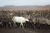 The reindeer herd is brought close to the camp for the Chukchi 'Festival of the Young Reindeer.' Iultinsky District, Chukotka, Siberia, Russia.