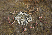 Reindeer antlers around a circular pattern of small stones on the ground, at a Chukchi reindeer herder's camp. The stones symolise the reindeer herd. The Chukchi believe that these carefully selected & positioned stones will help keep the actual reindeer herd healthy and their number will increase. Iultinsky District, Chukotka, Siberia, Russia