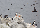 Horned Puffins & Tufted Puffins at a colony on Puffin Island (Maervykinkaem). Beringia National Park, Providensky Region of Chukotka. Russian Far East