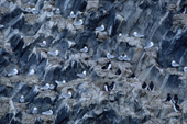 Brunnich's guillemots & Kittiwakes on Rubini Rock bird cliffs. Franz Josef Land. 2004