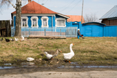 Geese and chickens outside a brightly coloured house in the village of Pogost. Ryazan Province, Russia. 2006