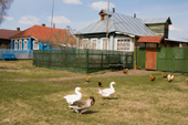 Geese and chickens outside a brightly coloured houses in the village of Pogost. Ryazan Province, Russia. 2006
