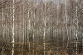 Birch trees flooded by meltwater during the Spring thaw at Pogost Village. Ryazan Province, Russia. 2006