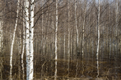 Birch trees flooded by meltwater during the Spring thaw at Pogost Village. Ryazan Province, Russia. 2006