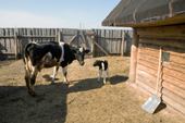 A cow with her calf in a yard at the village of Pogost. Ryazan Province, Russia. 2006