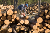 A forestry worker using a chain saw to cut pine logs near Gus-Zheleznyy. Ryazan Province, Russia. 2006