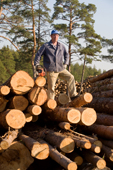 A forestry worker with a chain saw stands on a pile of pine logs near Gus-Zheleznyy. Ryazan Province, Russia. 2006