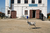 A goat wanders outside the village shop in Pogost. Ryazan Province, Russia. 2006
