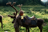 A Tuvan reindeer herder harnesses one of his reindeer before a journey. Tuva, Siberia, Russia. 1998