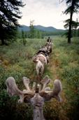 A train of reindeer being used to carry supplies to a herders' camp in Todzhu, Tuva, Siberia, Russia. 1998