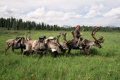 Tuvan herder using reindeer to transport supplies to his summer camp. Todzhu, Tuva, Siberia, Russia. 1998