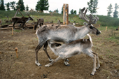 A Reindeer calf suckles from its mother at a herders camp in Todzhu. Republic of Tuva, Siberia, Russia. 1998