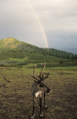 A reindeer and rainbow at a herders' camp in Todzhu. Republic of Tuva, Siberia, Russia. 1998