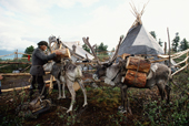 A Tuvan reindeer herder returns to his camp after collecting firewood in Todzhu. Tuva. Siberia, Russia. 1998