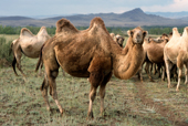 Camels at their summer pastures on Steppe near Kyzyl, Republic of Tuva, Siberia, Russia. 1998