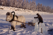 A man uses a horse & sled to collect river ice to melt for water near Verkhoyansk. Yakutia, Republic of Sakha, Russia. (1999)
