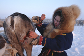 Vikka Piak, sews up a wound on a reindeer caused by a dog bite. Khanty Mansiysk, Western Siberia, Russia. 2000