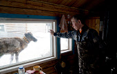 Vassilly Pyak, a Forest Nenets reindeer herder, taps on the window of his hut to attract the attention of a pet reindeer. Numto, Khanty Mansiysk, Northwest Siberia, Russia